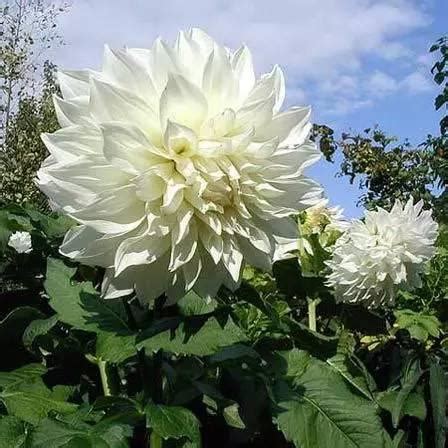 白色的花有什麼|25种最美丽的白色鲜花，纯洁动人植物